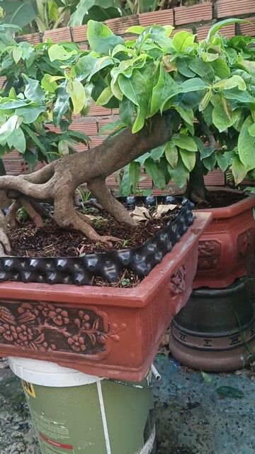 Mai vàng Giảo Gốm Khỏe đẹp. Mua bán Cây cảnh, đồ trang trí tại Thành phố Thủ Đức Tp Hồ Chí Minh được đăng bởi Tamvo hình 1
