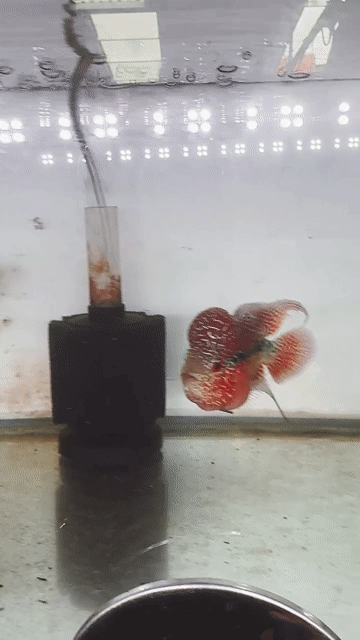 Cá châu. Mua bán Thú cưng khác tại Quận Bình Tân Tp Hồ Chí Minh được đăng bởi Vietnam Flowerhorn hình 1