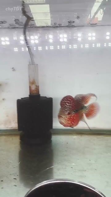Cá châu. Mua bán Thú cưng khác tại Quận Bình Tân Tp Hồ Chí Minh được đăng bởi Vietnam Flowerhorn hình 1