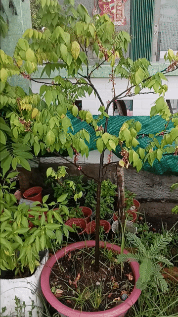 Cây cảnh Khế chua 1 thân phong thủy đang lộc. Mua bán Cây cảnh, đồ trang trí tại Huyện Cần Giuộc Long An được đăng bởi nhok giang hình 1