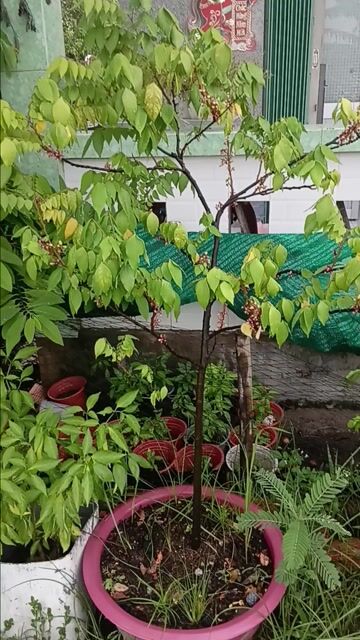 Cây cảnh Khế chua 1 thân phong thủy đang lộc. Mua bán Cây cảnh, đồ trang trí tại Huyện Cần Giuộc Long An được đăng bởi nhok giang hình 1