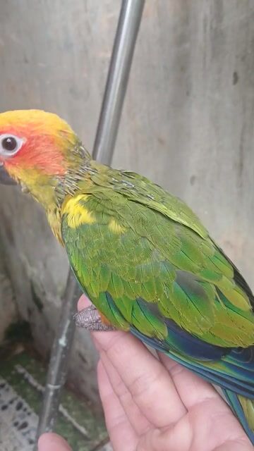 Vẹt sun non tập ăn. Mua bán Chim tại Huyện Đức Hòa Long An được đăng bởi trantu hình 1