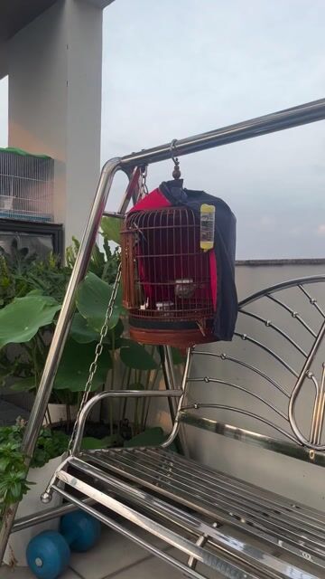 Choè than đuôi xoè giật, siêng hót. Mua bán Chim tại Quận 3 Tp Hồ Chí Minh được đăng bởi Hung Nguyen hình 1