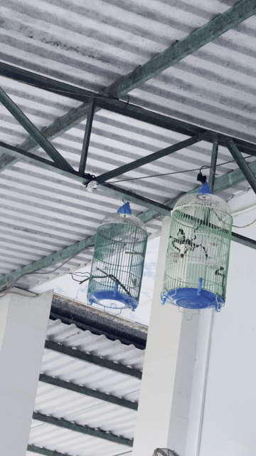 Chim Óc mít đực gần 3 mùa gl chào mào. Mua bán Chim tại Huyện Bắc Tân Uyên Bình Dương được đăng bởi Khoa hình 1