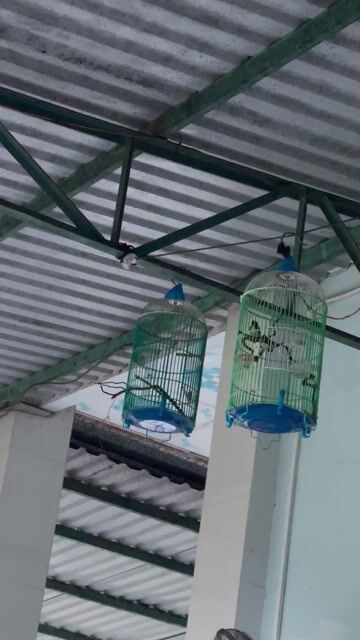 Chim Óc mít đực gần 3 mùa gl chào mào. Mua bán Chim tại Huyện Bắc Tân Uyên Bình Dương được đăng bởi Khoa hình 1