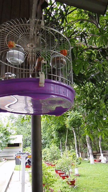 Chim Thái khách gần 5 mùa. Mua bán Chim tại Thành phố Biên Hòa Đồng Nai được đăng bởi Lâm Xung hình 1