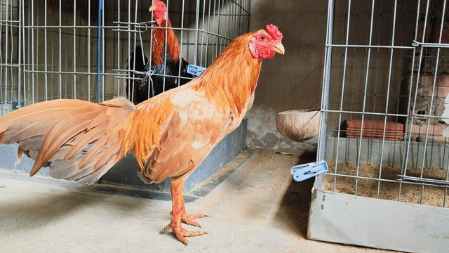 Gà tre Khét sữa 1.35kg Đực. Mua bán Gà tại Huyện Củ Chi Tp Hồ Chí Minh được đăng bởi Gà Tre Gà Nòi Gà Cảnh Củ Chi hình 1