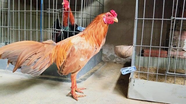 Gà tre Khét sữa 1.35kg Đực. Mua bán Gà tại Huyện Củ Chi Tp Hồ Chí Minh được đăng bởi Gà Tre Gà Nòi Gà Cảnh Củ Chi hình 1