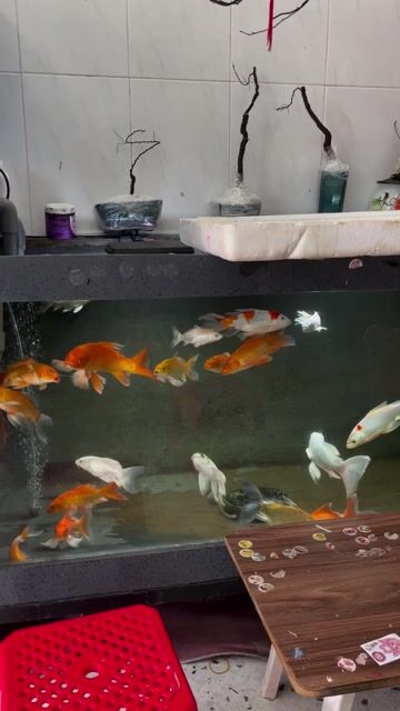 Cần bán bớt phi tầng to nhỏ có giá từ  100k. Mua bán Thú cưng khác tại Quận Tân Bình Tp Hồ Chí Minh được đăng bởi đăng nguyễn hình 1