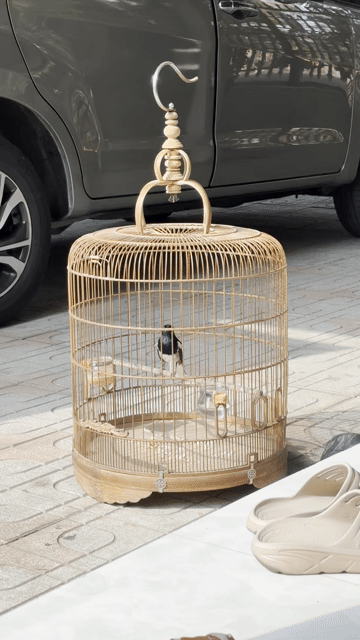 Chim Chòe than 2 mùa hót hay. Mua bán Chim tại Huyện Châu Thành Bến Tre được đăng bởi Móc bọc  hình 1