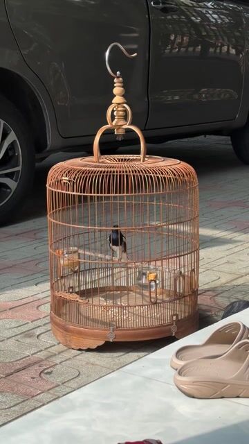 Chim Chòe than 2 mùa hót hay. Mua bán Chim tại Huyện Châu Thành Bến Tre được đăng bởi Móc bọc  hình 1