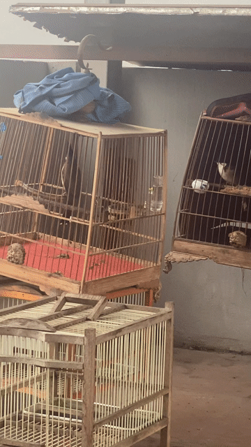 Chim mào hót ché cả ngày. Mua bán Chim tại Huyện Quốc Oai Hà Nội được đăng bởi Trung hình 1