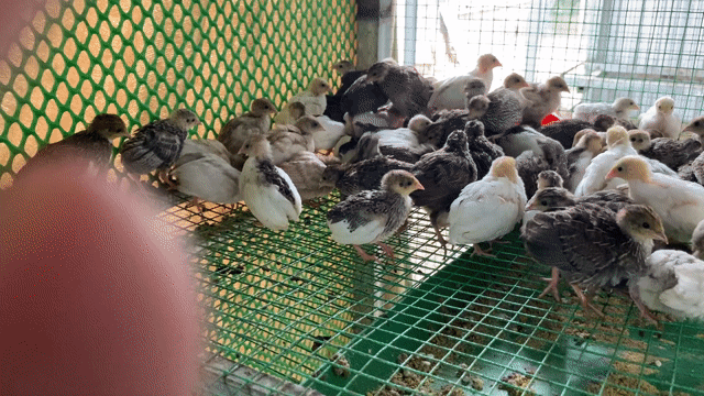 🐔 GÀ RUTIN 3 TUẦN TUỔI – ĐỦ MÀU 🐔. Mua bán Gà tại Huyện Duyên Hải Trà Vinh được đăng bởi Minh hình 1