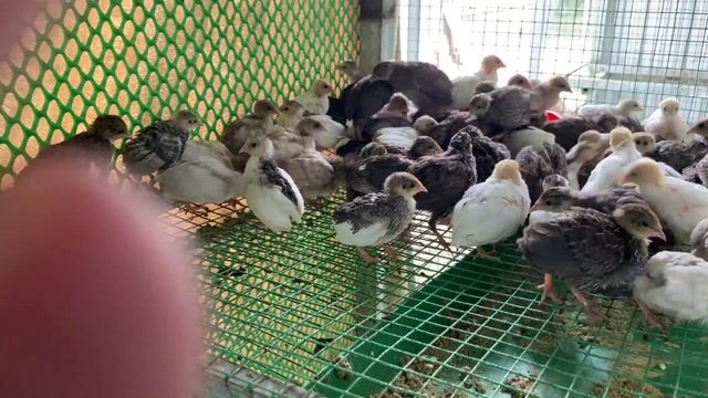 🐔 GÀ RUTIN 3 TUẦN TUỔI – ĐỦ MÀU 🐔. Mua bán Gà tại Huyện Duyên Hải Trà Vinh được đăng bởi Minh hình 1