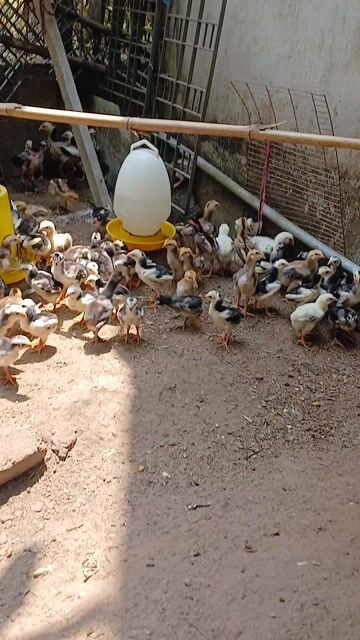 Gà con giống lớn Khỏe mạnh. Mua bán Gà tại Huyện Củ Chi Tp Hồ Chí Minh được đăng bởi gà con giống củ chi hình 1