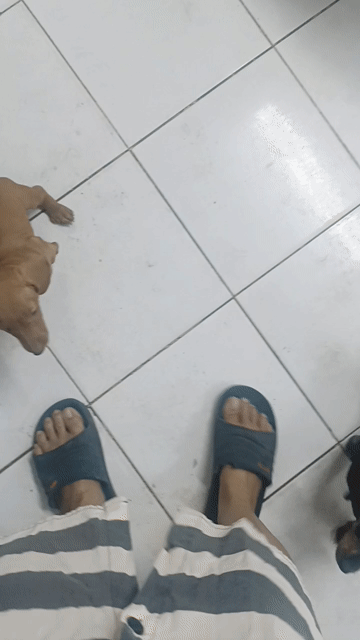 Chó Lạp xưởng cái 2 tháng màu Vàng bò. Mua bán Chó tại Huyện Hóc Môn Tp Hồ Chí Minh được đăng bởi Huỳnh Thị Ngọc Trinh hình 1