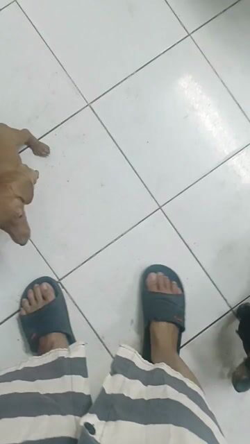 Chó Lạp xưởng cái 2 tháng màu Vàng bò. Mua bán Chó tại Huyện Hóc Môn Tp Hồ Chí Minh được đăng bởi Huỳnh Thị Ngọc Trinh hình 1