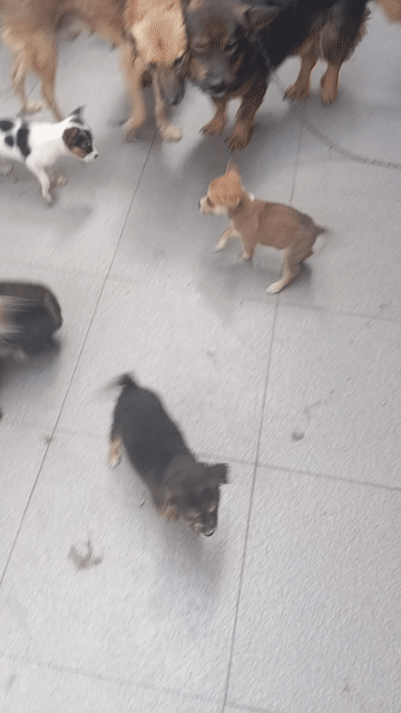 Chó Nhật lai Corgi Đực, Cái. Mua bán Chó tại Thành phố Biên Hòa Đồng Nai được đăng bởi Phạm mini game hình 1