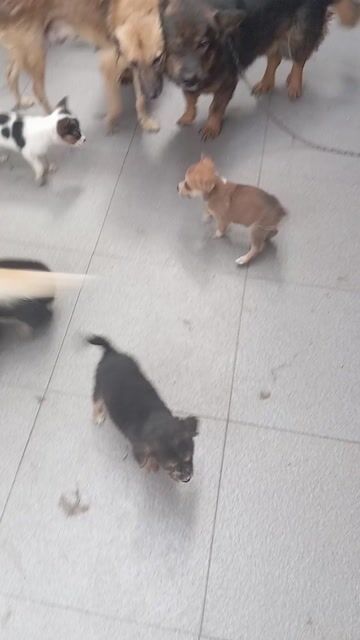 Chó Nhật lai Corgi Đực, Cái. Mua bán Chó tại Thành phố Biên Hòa Đồng Nai được đăng bởi Phạm mini game hình 1