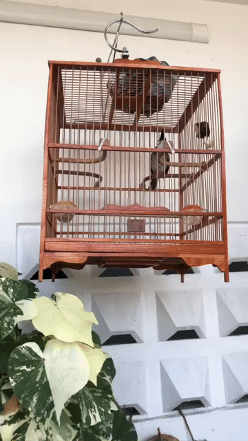 chim hơn 1 mùa vừa xong lông. Mua bán Chim tại Quận Gò Vấp Tp Hồ Chí Minh được đăng bởi Đat Đỗ hình 1