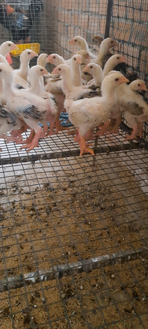 Gà Đông Tảo mái đã tiêm. Mua bán Gà tại Thành phố Thuận An Bình Dương được đăng bởi Trại Gà Đông Tảo hình 1