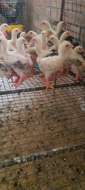Gà Đông Tảo mái đã tiêm. Mua bán Gà tại Thành phố Thuận An Bình Dương được đăng bởi Trại Gà Đông Tảo hình 1