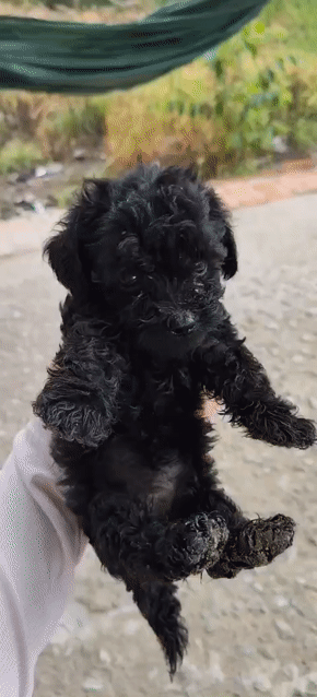 Chó Poodle Cái Đen 2 tháng tuổi (Thuần chủng). Mua bán Chó tại Quận 10 Tp Hồ Chí Minh được đăng bởi Xuân Võ hình 1