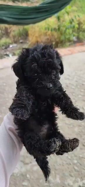 Chó Poodle Cái Đen 2 tháng tuổi (Thuần chủng). Mua bán Chó tại Quận 10 Tp Hồ Chí Minh được đăng bởi Xuân Võ hình 1