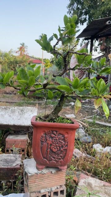 Mai cúc quang diêu Bonsai để bàn. Mua bán Cây cảnh, đồ trang trí tại Quận 12 Tp Hồ Chí Minh được đăng bởi tan nguyen hình 1