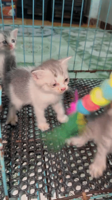 Bán Mèo Anh lông ngắn đực cái 40 ngày tuổi. Mua bán Mèo tại Quận 11 Tp Hồ Chí Minh được đăng bởi An Hậu hình 1