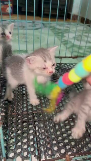 Bán Mèo Anh lông ngắn đực cái 40 ngày tuổi. Mua bán Mèo tại Quận 11 Tp Hồ Chí Minh được đăng bởi An Hậu hình 1