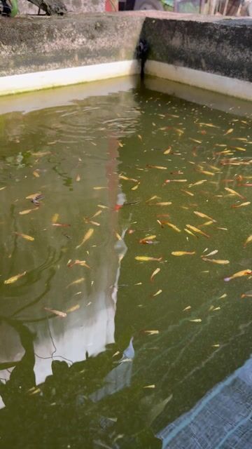 Cá bảy màu lẻ 4k. Mua bán Thú cưng khác tại Huyện Xuân Lộc Đồng Nai được đăng bởi Tràng Dã hình 1