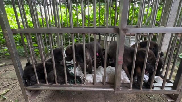 8 Chó Phú Quốc con. Mua bán Chó tại Huyện Trảng Bàng Tây Ninh được đăng bởi M2G hình 1