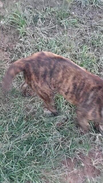 Chó Phú Quốc đực 10 tháng. Mua bán Chó tại Thị xã Bến Cát Bình Dương được đăng bởi hongphi bui hình 1