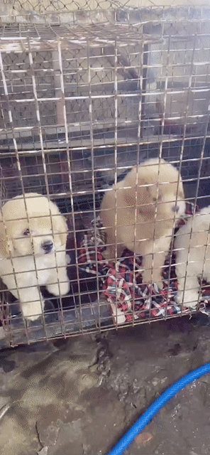 Chó Poodle Đực Cái Nâu Trắng Kem. Mua bán Chó tại Thành phố Vĩnh Long Vĩnh Long được đăng bởi tran sang hình 1