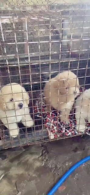 Chó Poodle Đực Cái Nâu Trắng Kem. Mua bán Chó tại Thành phố Vĩnh Long Vĩnh Long được đăng bởi tran sang hình 1