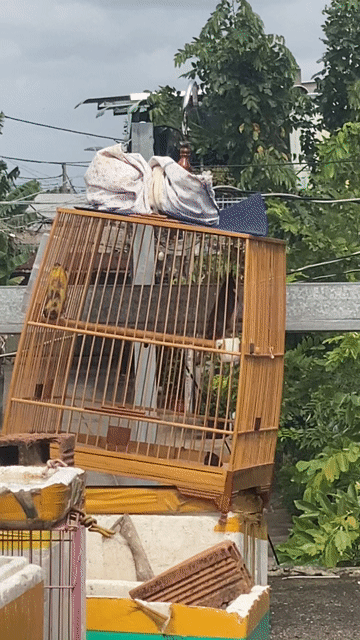 Chim chào mào 3 mùa. Mua bán Chim tại Huyện Bình Chánh Tp Hồ Chí Minh được đăng bởi Nguyen Ngoc Hung hình 1