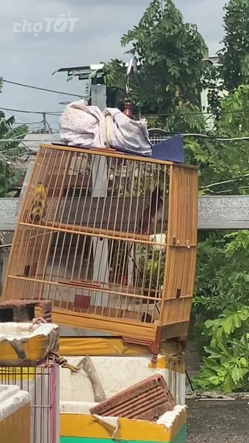 Chim chào mào 3 mùa. Mua bán Chim tại Huyện Bình Chánh Tp Hồ Chí Minh được đăng bởi Nguyen Ngoc Hung hình 1