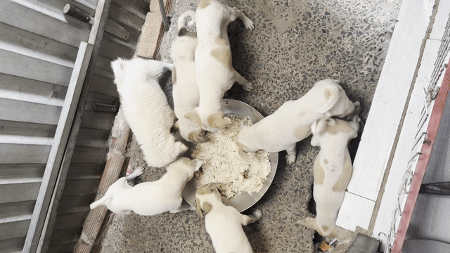 Chó con Trắng đốm nâu Đực và cái. Mua bán Chó tại Quận 12 Tp Hồ Chí Minh được đăng bởi Nguyễn Thị Kim Phượng hình 1