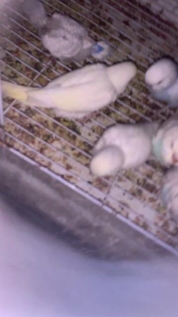 Chim cảnh Trắng Xanh. Mua bán Chim tại Quận Hà Đông Hà Nội được đăng bởi chim vẹt cảnh hà nội hình 1