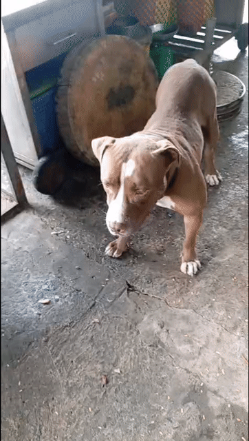 Chó Pit bull 11 tháng 40kg. Mua bán Chó tại Huyện Bình Chánh Tp Hồ Chí Minh được đăng bởi Ms hưởng hình 1