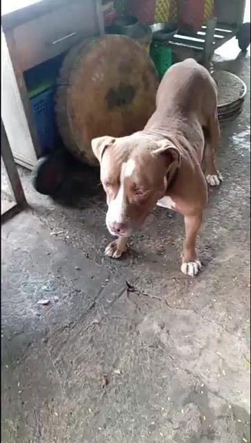 Chó Pit bull 11 tháng 40kg. Mua bán Chó tại Huyện Bình Chánh Tp Hồ Chí Minh được đăng bởi Ms hưởng hình 1