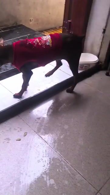 Bán chó Phốc Hươu Đực Giá Siêu Rẻ