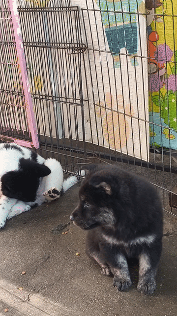 Chó Xù Bắc Hà 6 móng đeo. Mua bán Chó tại Quận Gò Vấp Tp Hồ Chí Minh được đăng bởi Lan Phương hình 1