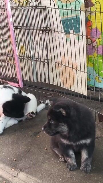 Chó Xù Bắc Hà 6 móng đeo. Mua bán Chó tại Quận Gò Vấp Tp Hồ Chí Minh được đăng bởi Lan Phương hình 1