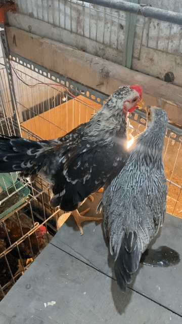 Gà cảnh Chuối lửa, Chuối xám 5 tháng Hà Nội. Mua bán Gà tại Quận Long Biên Hà Nội được đăng bởi gà tre 08866 một 5668 hình 1