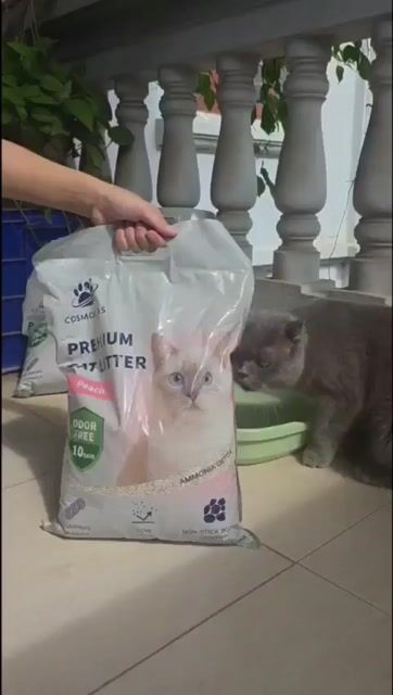 Cát mèo Cosmokas 24kg đá khoáng sét khử mùi 99%. Mua bán Phụ kiện, Thức ăn, Dịch vụ tại Quận Bắc Từ Liêm Hà Nội được đăng bởi Petlovershop hình 1
