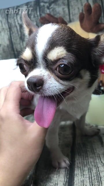CHIHUAHUA CÁI TRIỆT SẢN MINI. Mua bán Chó tại Huyện Hóc Môn Tp Hồ Chí Minh được đăng bởi ELLIE hình 1