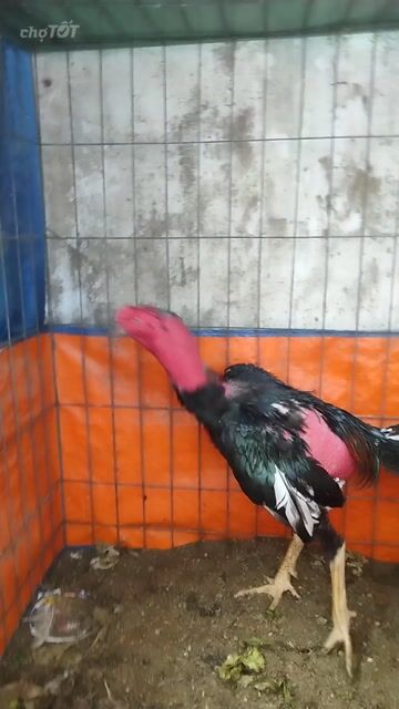 Gà nòi Đực màu Đen, đỏ. Mua bán Gà tại Quận Gò Vấp Tp Hồ Chí Minh được đăng bởi Phan Thọ hình 1