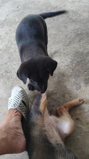 Chó Lai Béc giê Đen, 150k. Mua bán Chó tại Thành phố Thủ Dầu Một Bình Dương được đăng bởi tommy hình 1